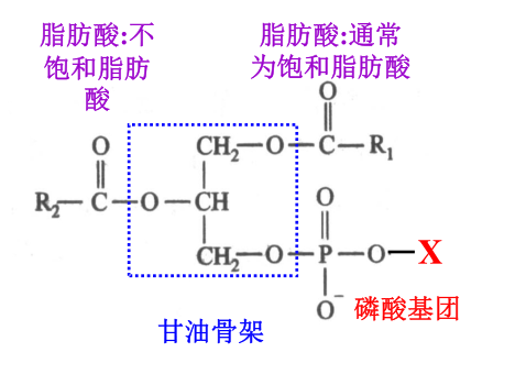 磷脂——甘油磷脂/鞘磷脂简介及其结构