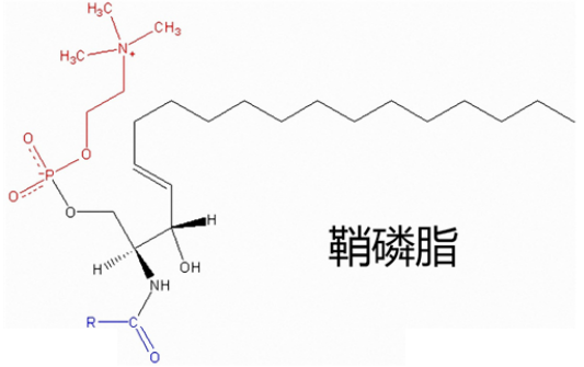 鞘磷脂的定义/合成方法及其功能简述