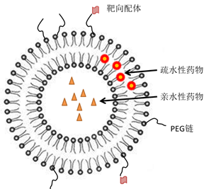 试剂家纳米载体-有机材料纳米药载体-脂质体/PLGA-PEG/PAMAM