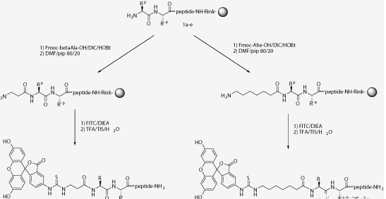 试剂家分享-多肽标记常用荧光染料FITC/TAMRA/ATTO