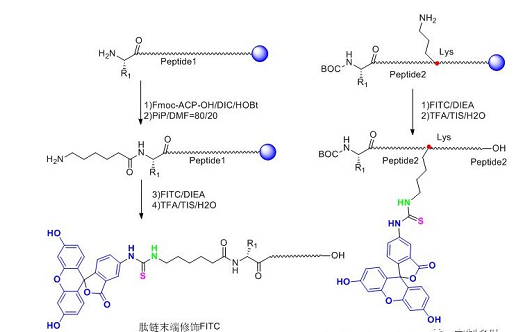 试剂家总结荧光素FITC标记多肽的形式