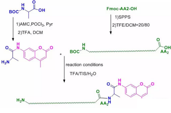 试剂家简介AMC/5-FAM/RB/5-TAMRA/Cy修饰多肽