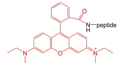 试剂家简介AMC/5-FAM/RB/5-TAMRA/Cy修饰多肽