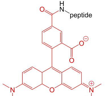 试剂家简介AMC/5-FAM/RB/5-TAMRA/Cy修饰多肽