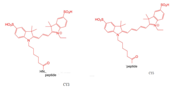 试剂家简介AMC/5-FAM/RB/5-TAMRA/Cy修饰多肽