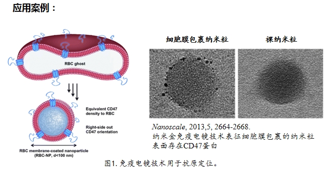 纳米金偶联抗体/蛋白试剂盒