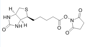 (+)生物素-N-琥珀酰亚胺基酯；35013-72-0；Biotin NHS