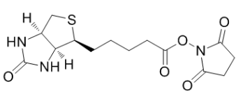 (+)生物素-N-琥珀酰亚胺基酯；35013-72-0；Biotin NHS