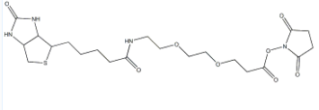 9-(生物素氨基)-4,7-二氧杂壬酸N-琥珀酰亚胺酯；596820-83-6；Biotin-PEG2-NHS ester