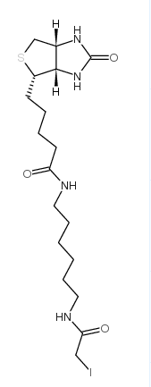 N-生物素-N'-(碘乙酰基)-1,6-己二胺；93285-75-7；Iodoacetyl-LC-biotin