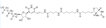 生物素-16-氨基烯丙基尿苷-5'-三磷酸，Biotin-16-Aminoallyluridine-5’-Triphosphate