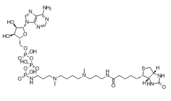 ATP多胺生物素；1800401-93-7；ATP-polyamine-biotin