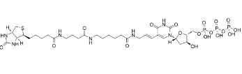 86303-26-6；Biotin-16-dUTP