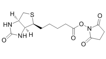 (+)生物素-N-琥珀酰亚胺基酯；35013-72-0；Biotin NHS