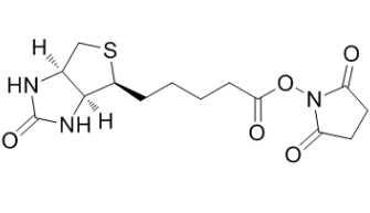 (+)生物素-N-琥珀酰亚胺基酯；35013-72-0；Biotin NHS