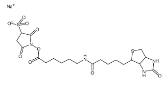 生物素酰氨基己酸-3-磺酸基-N-羟基琥珀酰亚胺酯；127062-22-0；Sulfo-NHS-LC-Biotin sodium