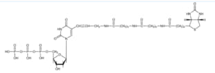 生物素-16-dUTP；136632-31-0；Biotin-16-dUTP