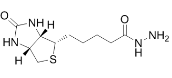 生物素酰肼；66640-86-6；Biotin Hydrazide