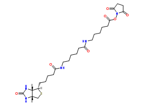 89889-52-1；Biotin-LC-LC-NHS