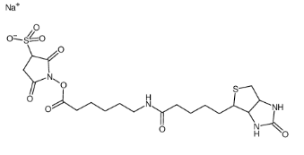 127062-22-0；生物素酰氨基己酸-3-磺酸基-N-羟基琥珀酰亚胺酯