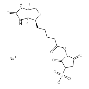 119616-38-5；磺基琥珀生物素