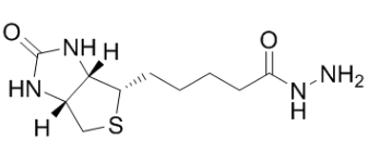 D-生物素酰肼；(+)-Biotin hydrazide